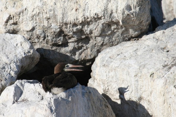 Brown Booby